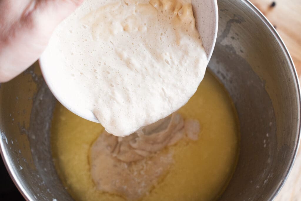 starter mixed into dough